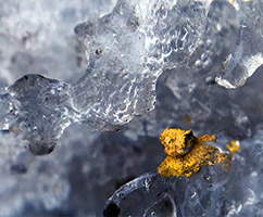 Fleck Thumbnail