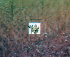 From Nature Thumbnail