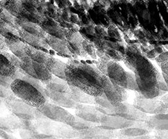Touch Identity Thumbnail